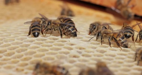 Honey Bees working on honeycomb close-up shot. Bees are best known to humans for their ecological