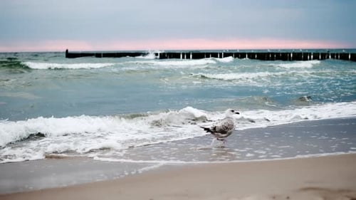 Amazing Seagulls Walking Along The Sandy Shore Of The Baltic Sea