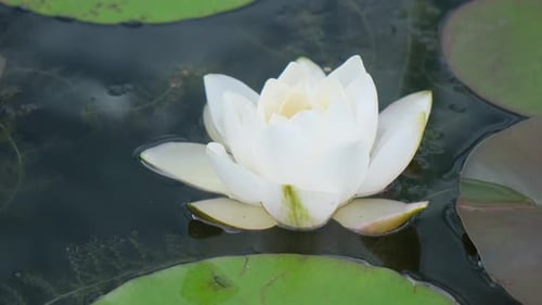 White Water Lily Floating on a Dark Pond