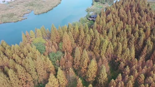 Autumn forest