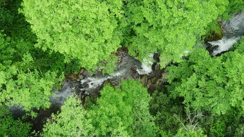 River in Forest Nature Morning Magical Aerial Landscape in Green Rainforest Trees