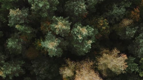 Top Down Aerial Autumn Forest Fall Woodland