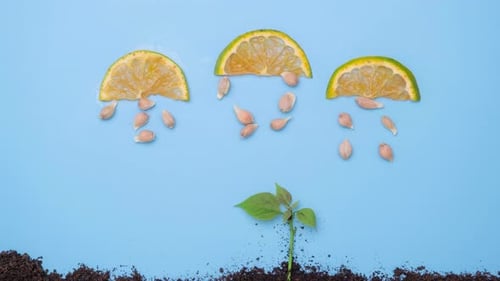 Plant Sprouting, Fed by Orange Slices