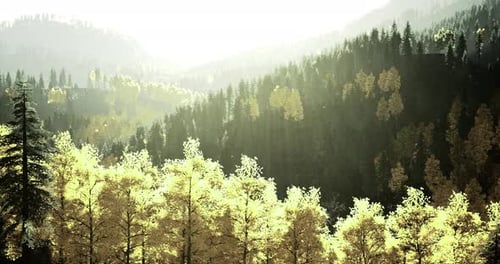 Bright Sunlight Filters Through Trees in a Serene Mountain Landscape