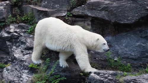 Eine statische Aufnahme eines Eisbären, der von einem steinigen Hügel hinunterklettert und dann einen anderen Bären im Wasser küsst