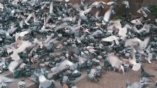 Huge Flock of Pigeons Take Off on the City Street Slow Motion