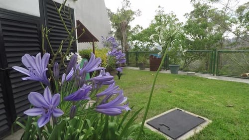 Hummingbird flies around and feed from a purple lily flower in a garden