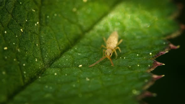 Slender springtail (Collembola, likely family Entomobryidae) eating ...