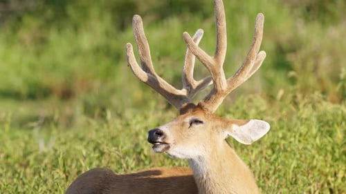 Sleepy marsh deer, blastocerus dichotomus with eyes half closed, relaxing and sunbathing on grass fi