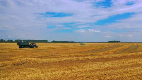 Agriculture from drone view. Aerial drone view of harvesting wheat field