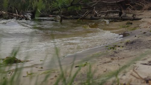 Olas altas en el lago chocan contra la playa de arena, árboles secos cubiertos de basura