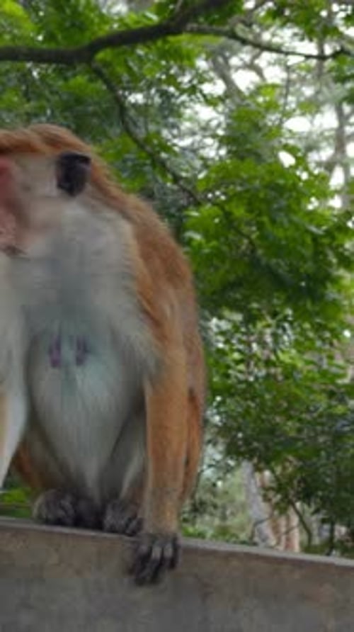 Beaux singes rouges dans un parc tropical Action de singes sauvages sur des sentiers de randonnée dans la jungle magnifique