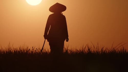 Silhouette of woman farmer in hat walking through field on golden sunset