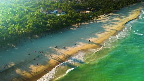 Breathtaking Aerial View of a Tropical Beach with Lush Palm Trees Golden Sand and Crystal Clear