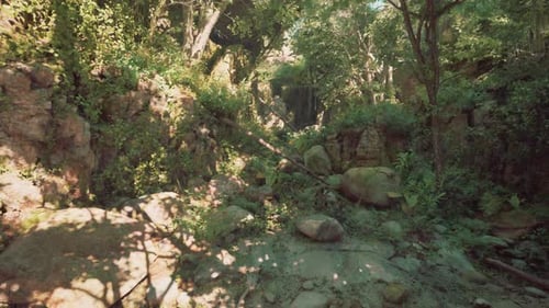 A Small Stream Running Through a Lush Green Forest