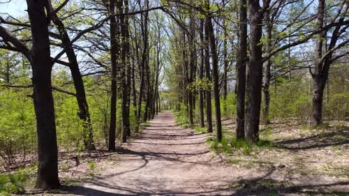 Green spring walking alley in sunny park