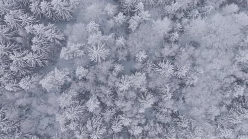 Top-down drone view of snow-covered trees in winter forest. Frozen nature scene with frost