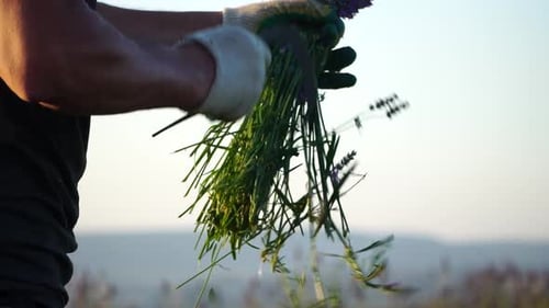 Landwirt mäht bei Sonnenuntergang ein Lavendelfeld mit einer Sichel. Üppige Lavendelbüsche in endlosen Reihen aus biologischem Anbau