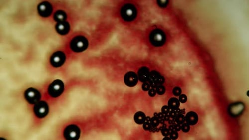 Microscopic Organisms Moving in Biological Fluid Background