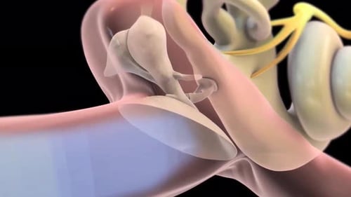 Human Ear Anatomy and Sound Transmission 3D Animation