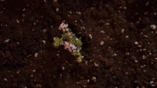 Un brin de thym fleuri pousse comme par magie hors du sol. Excellent thym épicé et assaisonnant