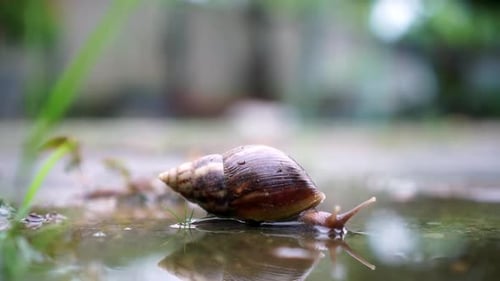Snails walk on puddles of rain