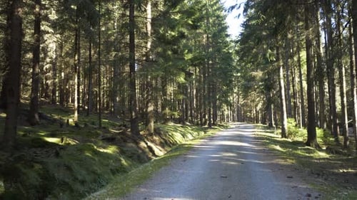 A Road Leads Through a Thick Coniferous Forest