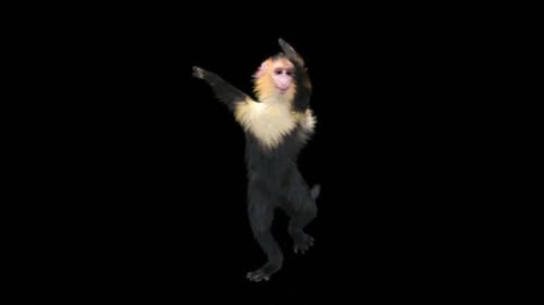 51 Monkey Dance HD