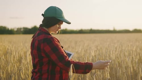 A Girl Agronomist with a Tablet in the Field Checks the Ripeness of Wheat