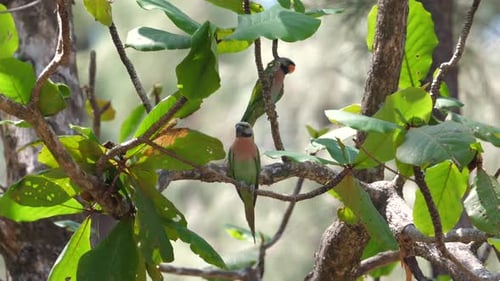 Colorful Tropical Birds Perched on Lush Green Branches in Their