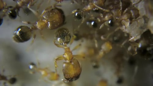 Extreme close up macro on red fire ants eating sugar with detailed hairs, eyes heads and legs