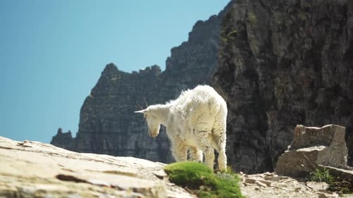 Bergziege in großer Höhe, starrt ins Leere, statischer Schuss
