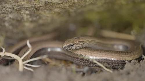 Slow worm lizard slowly moves across the ground under a large rock