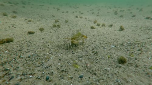 Pregnant female Swimming Crab runs quickly across sand passing many Hermit Crabs