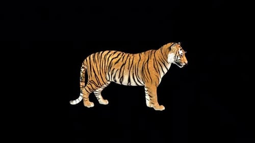 Realistic Animated Tiger Standing and Breathing with Alpha