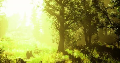 Sunlit Forest with Vibrant Greenery and Gentle Light in the Early Morning