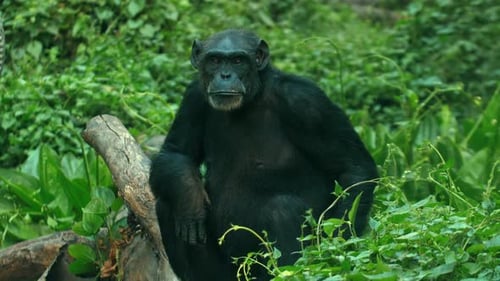 Chimpanzee Sitting on Branch in Lush Green Forest Natural Wildlife
