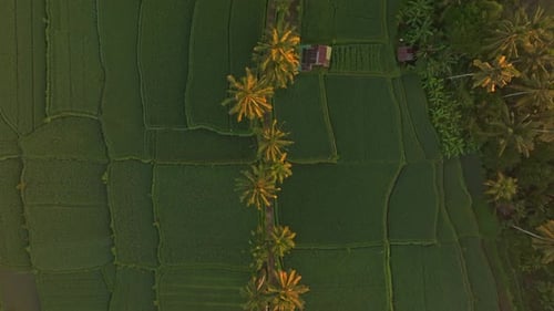 Aerial view of lush rice terrace fields at sunrise, Bali.