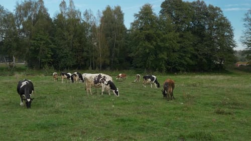 A herd of cows grazing in a meadow. Grazing cattle in the pasture of the farm.