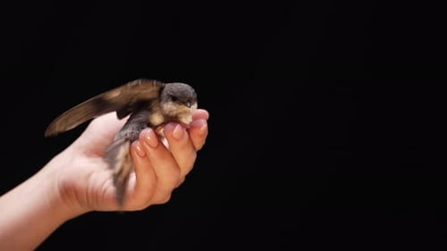 Small Bird Resting on a Hand Flapping Wings