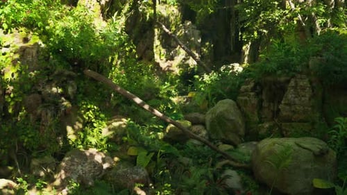 A Forest Filled with Lots of Green Plants and Rocks