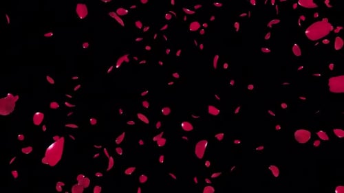 Roter Rosenfall auf Alpha Loop