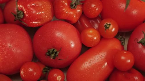 Colorful Organic Tomatoes Mix Tomatoes Background Several Varieties of Sliced Tomatoes Top View