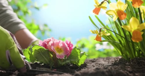 Consejos esenciales de jardinería de primavera: cómo plantar flores vibrantes