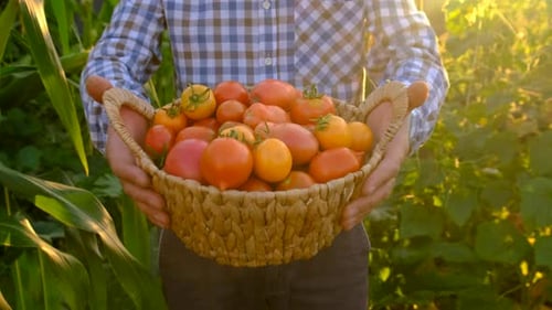 A Farmer Holds a Tomato Crop in His Garden Selective Focus