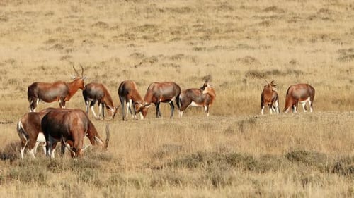 Buntbockantilopen grasen im Grasland