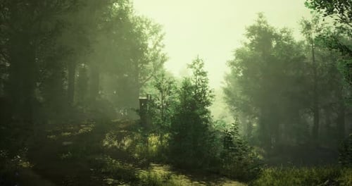 Misty Forest Path During Early Morning in a Tranquil Natural Setting