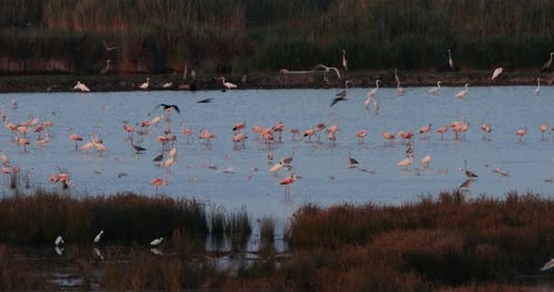 Wildlife ine the Camargue, Southern France, France