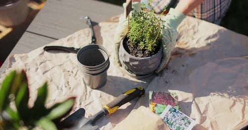 Gloved Hands Planting Thyme Herbs in Garden
