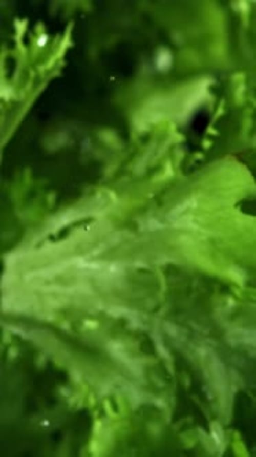 Lettuce Leaves Fly Up and Fall Down Filmed on a Highspeed Camera at 1000 Fps